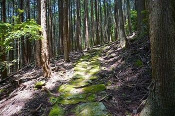 熊野古道散策